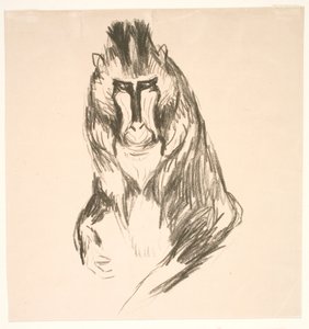 Gorille (Mandrill)