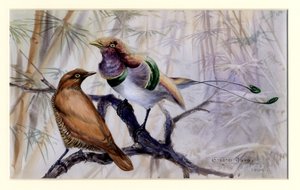Oiseau de paradis royal, 1909 - Edward Adrian Wilson
