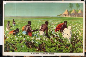 Un champ de coton au Soudan, de la série 