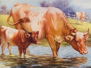 Vaches et veau - Edward Brice Montefiore