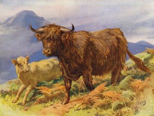 Vache et veau des Highlands - Edward Brice Montefiore