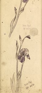 Iris