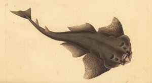 Ange de mer, Squatina squatina