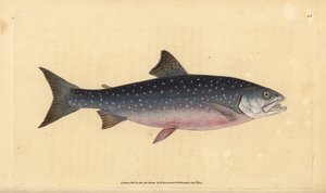 Omble chevalier, Salvelinus alpinus alpinus