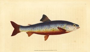 Omble chevalier, Salvelinus alpinus alpinus. Gravure à la main en cuivre dessinée et gravée par Edward Donovan de son Histoire naturelle des poissons britanniques, Donovan et F.C. et J. Rivington, Londres