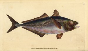 Chinchard, Trachurus trachurus (Chinchard, Scomber trachurus). Gravure à la main en cuivre dessinée et gravée par Edward Donovan de son Histoire naturelle des poissons britanniques, Donovan et F.C. et J. Rivington, Londres - Edward Donovan