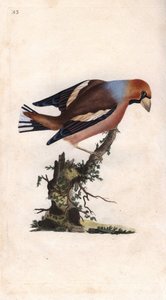 Gros-bec casse-noyaux. Coccothraustes (Loxia coccothraustes). Gravure en cuivre par Edward Donovan (1768-1837), publiée dans Histoire naturelle des oiseaux britanniques, Londres