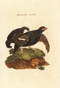 Grand tétras, Tetrao tetrix