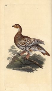 Grand tétras ou coq de bruyère, Tetrao tetrix