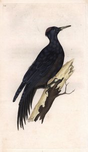 Pic noir. Dryocopus martius. Gravure sur cuivre par Edward Donovan, publiée dans "Histoire naturelle des oiseaux britanniques" - Edward Donovan