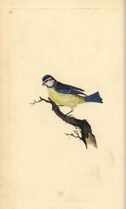 Mésange bleue, Cyanistes caeruleus. Gravure à la main en cuivre dessinée et gravée par Edward Donovan de son propre "Histoire naturelle des oiseaux britanniques," Londres