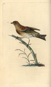 Pinson du Nord, Fringilla montifringilla. Gravure à la main en cuivre dessinée et gravée par Edward Donovan de son propre "Histoire naturelle des oiseaux britanniques," Londres - Edward Donovan
