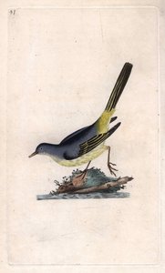 Bergeronnette des ruisseaux. Motacilla cinerea (Motacilla boarula). Gravure sur cuivre publiée dans Histoire naturelle des oiseaux britanniques, Londres