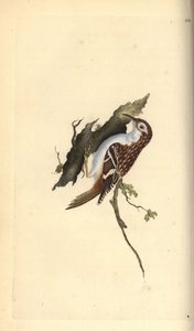Grimpereau des jardins, Certhia familiaris. Gravure à la main en cuivre dessinée et gravée par Edward Donovan de son propre « Histoire naturelle des oiseaux britanniques », Londres