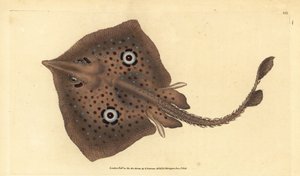 Raie brune ou raie miroir, Raja miraletus
