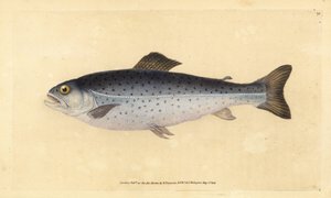 Truite brune, Salmo trutta. Gravure à la main par Edward Donovan de son Histoire naturelle des poissons britanniques