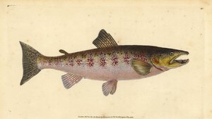 Truite fario, Salmo trutta fario - Edward Donovan