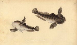 Chabot commun, Cottus gobio