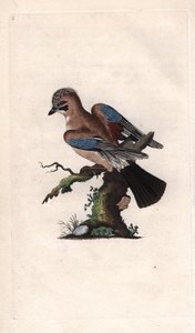 Geai des chênes, Garrulus glandarius. Gravure en cuivre par Edward Donovan (1768-1837), publiée dans Histoire naturelle des oiseaux britanniques, Londres