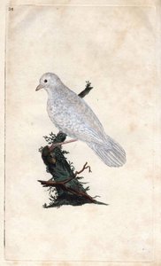 Geai des chênes. Gravure sur cuivre par Edward Donovan, publiée dans Histoire naturelle des oiseaux britanniques - Edward Donovan