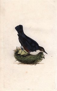 Cincle plongeur. Cinclus cinclus. Gravure en cuivre par Edward Donovan (1768-1837), publiée dans Histoire naturelle des oiseaux britanniques, Londres