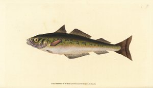 Lieu noir ou colin, Pollachius virens (Gadus carbonarius). Gravure à la main en cuivre dessinée et gravée par Edward Donovan de son Histoire naturelle des poissons britanniques, Donovan et F.C. et J. Rivington, Londres