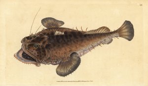 Baudroie commune, Lophius piscatorius