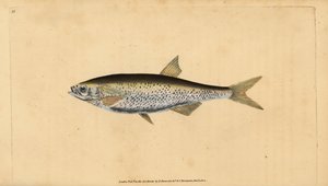 Ablette commune, Alburnus alburnus (Cyprinus alburnus). Gravure à la main en cuivre dessinée et gravée par Edward Donovan de son Histoire naturelle des poissons britanniques, Donovan et F.C. et J. Rivington, Londres