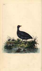 Foulque macroule, Fulica atra. Gravure à la main en cuivre dessinée et gravée par Edward Donovan de son propre « Histoire naturelle des oiseaux britanniques », Londres