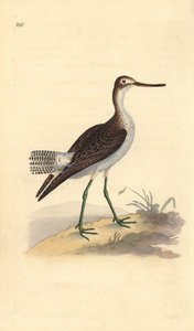 Chevalier aboyeur, Tringa nebularia. Gravure à la main en cuivre dessinée et gravée par Edward Donovan de son propre "Histoire naturelle des oiseaux britanniques," Londres