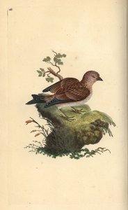 Linotte mélodieuse, Carduelis cannabina. Gravure sur cuivre coloriée à la main dessinée et gravée par Edward Donovan de son Histoire naturelle des oiseaux britanniques, Londres