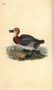Fuligule milouin ou morillon à tête rouge, Aythya ferina (femelle)