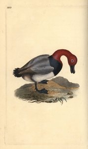 Fuligule milouin, Aythra ferina (mâle). Gravure à la main en cuivre dessinée et gravée par Edward Donovan de son propre "Histoire naturelle des oiseaux britanniques," Londres