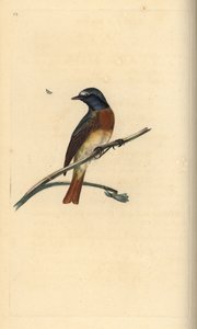 Rougequeue à front blanc. Phoenicurus phoenicurus. Gravure à la main par Edward Donovan de son "Histoire naturelle des oiseaux britanniques"