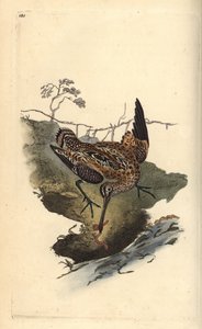 Bécassine des marais, Gallinago gallinago, attrapant un ver. Gravure à la main en cuivre dessinée et gravée par Edward Donovan de son propre Histoire naturelle des oiseaux britanniques, Londres