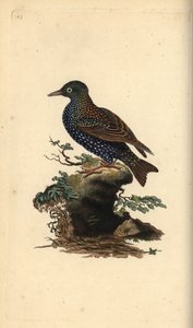 Étourneau sansonnet, Sturnus vulgaris. Gravure à la main en cuivre dessinée et gravée par Edward Donovan de son propre « Histoire naturelle des oiseaux britanniques », Londres