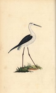 Échasse blanche, Himantopus himantopus