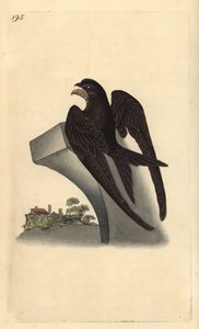 Martinet noir, Apus apus - Edward Donovan
