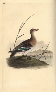 Sarcelle d