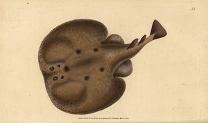 Torpille commune ou raie électrique, Raja torpedo. Gravure à la main en cuivre dessinée et gravée par Edward Donovan de son Histoire naturelle des poissons britanniques, Donovan et F.C. et J. Rivington, Londres - Edward Donovan