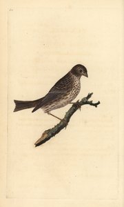Bruant proyer, Miliaria calandra. Gravure à la main en cuivre dessinée et gravée par Edward Donovan de son Histoire naturelle des oiseaux britanniques, Londres