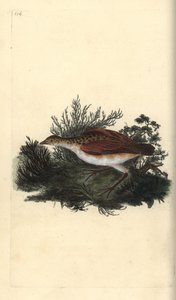 Râle des genêts, Crex crex. Quasi menacé. Gravure à la main en cuivre dessinée et gravée par Edward Donovan de son propre « Histoire naturelle des oiseaux britanniques », Londres - Edward Donovan