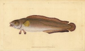 Brosme ou tusk, Brosme brosme. Gravure à la main en cuivre dessinée et gravée par Edward Donovan de son Histoire naturelle des poissons britanniques, Donovan et F.C. et J. Rivington, Londres