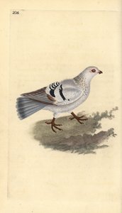 Pigeon domestique, Columba livia domestica - Edward Donovan