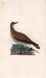 Pluvier doré, Pluvialis apricaria