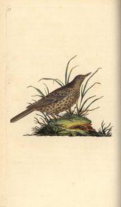 Alouette sombre, Pinarocorys nigricans
