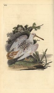 Bécasse des bois, Scolopax rusticola - Edward Donovan