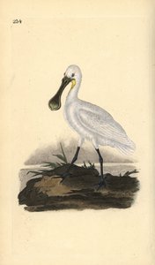 Spatule blanche, Platalea leucorodia. Gravure à la main en cuivre dessinée et gravée par Edward Donovan de son propre Histoire naturelle des oiseaux britanniques, Londres - Edward Donovan