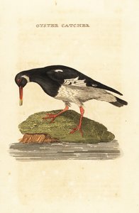 Huîtrier pie, Haematopus ostralegus