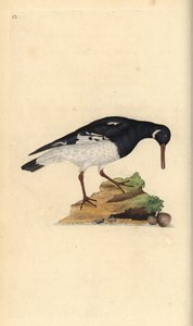 Huîtrier pie, Haematopus ostralegus